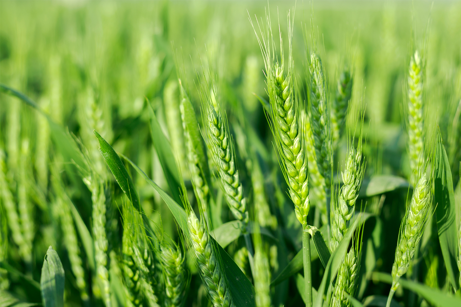 Rust on wheat фото 101