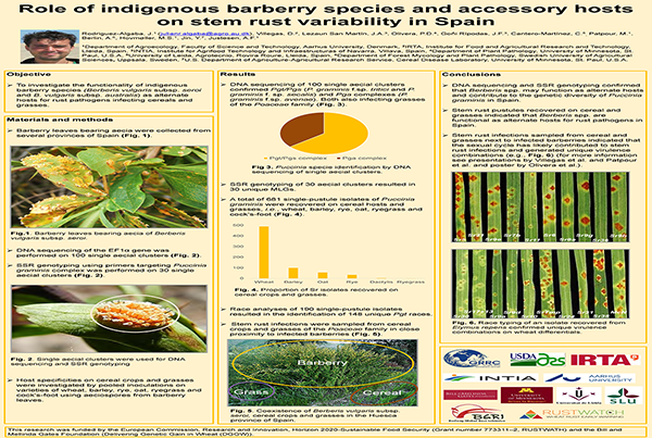 Role of indigenous barberry species and accessory hosts on stem rust variability in Spain