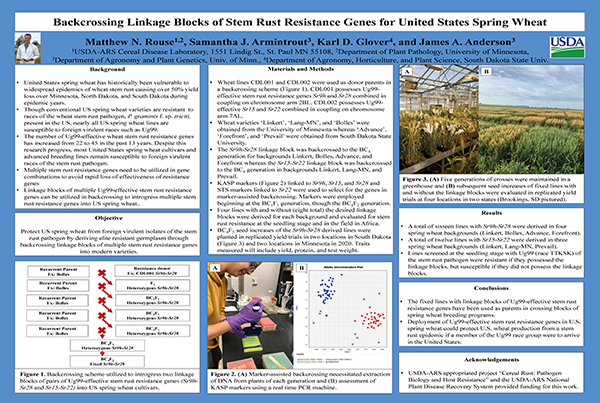 Backcrossing Linkage Blocks of Stem Rust Resistance Genes for United States Spring Wheat