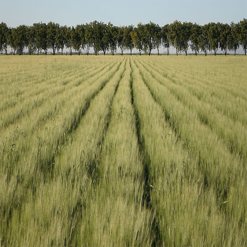 Combining resistance genes to improve wheat yields