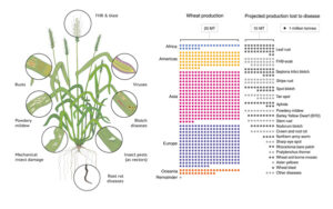 The Wheat R Gene Atlas - Mapping the way towards Durable Resistance ...