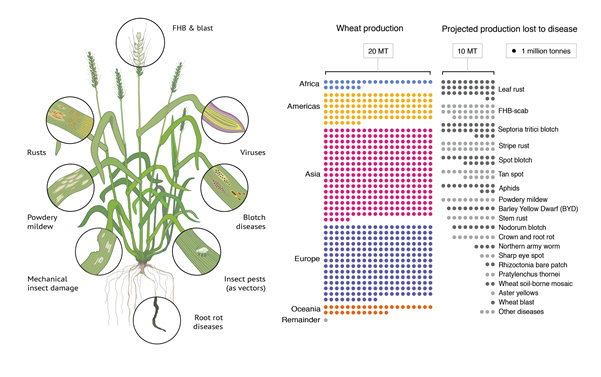The symptoms (left) and production losses (right) associated with the major pests and pathogens of wheat, based on data from Savary et al. 2019. This figure was reproduced from Hafeez et al. 2021.