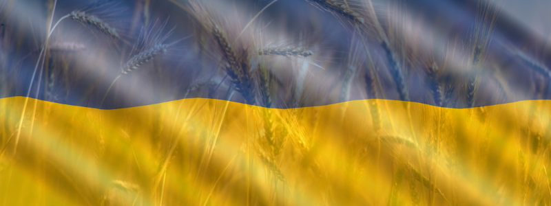 What the crisis in Ukraine means for wheat and food security