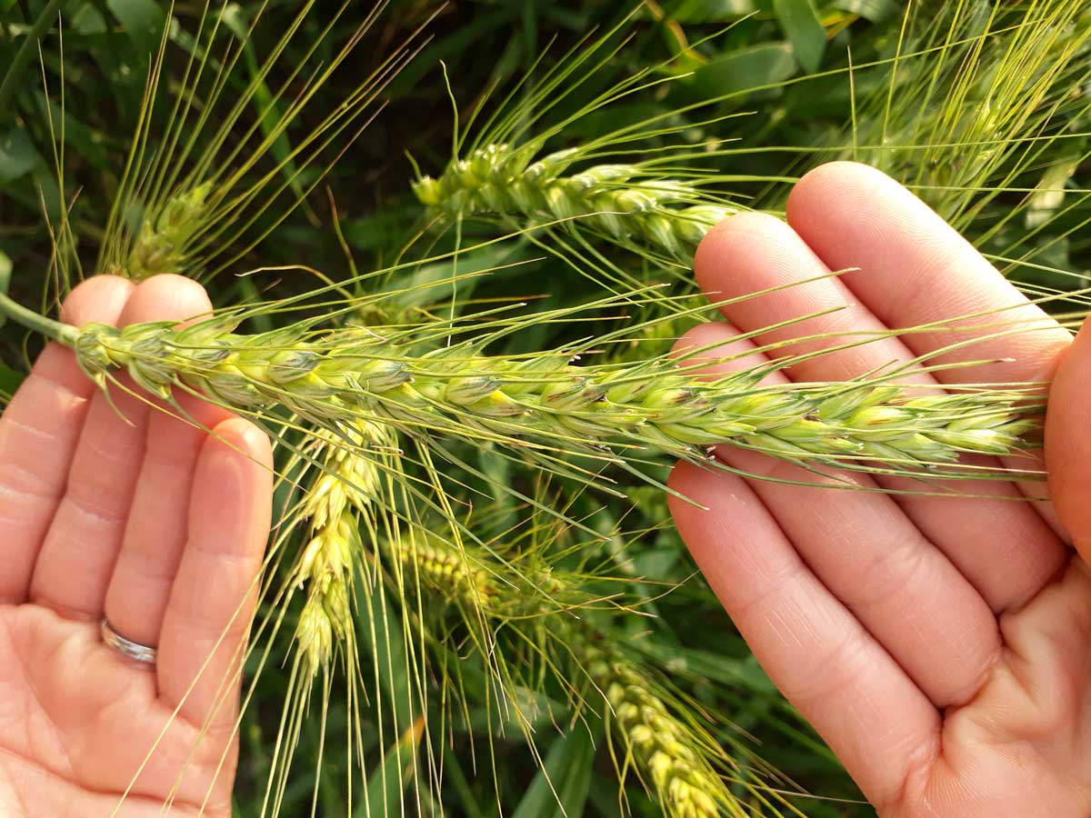 DNA Fingerprinting Maps Wheat Variety Adoption Across Nepal And Bangladesh BGRI Borlaug 