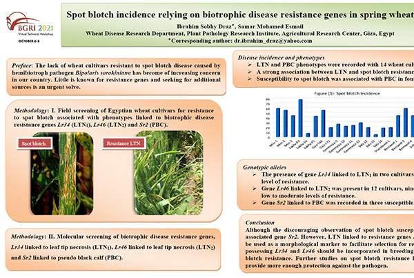 Spot blotch incidence relying on biotrophic disease resistance genes in spring wheat