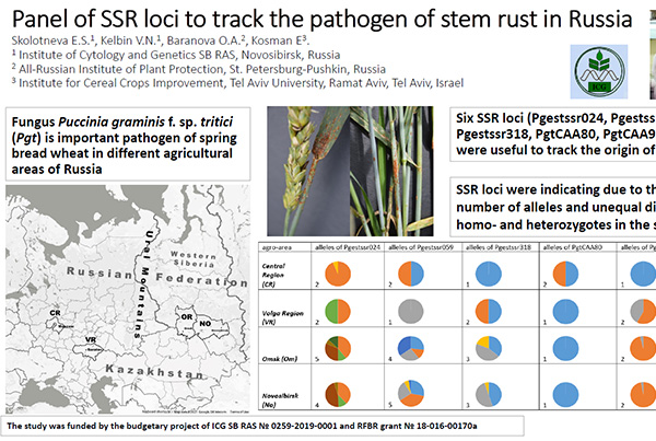 Panel of SSR loci to track the pathogen of stem rust in Russia