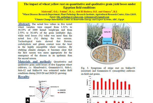 The impact of wheat yellow rust on quantitative and qualitative grain yield losses under Egyptian field conditions