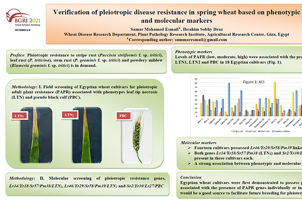 Verification of pleiotropic disease resistance in spring wheat based on phenotypic and molecular markers