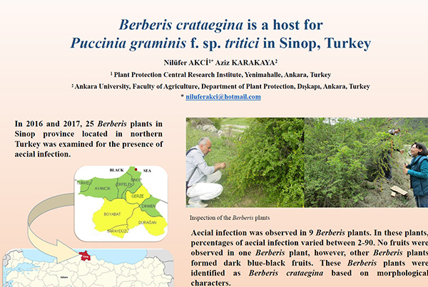 Berberis crataegina is a host for Puccinia graminis f. sp. tritici in Sinop, Turkey