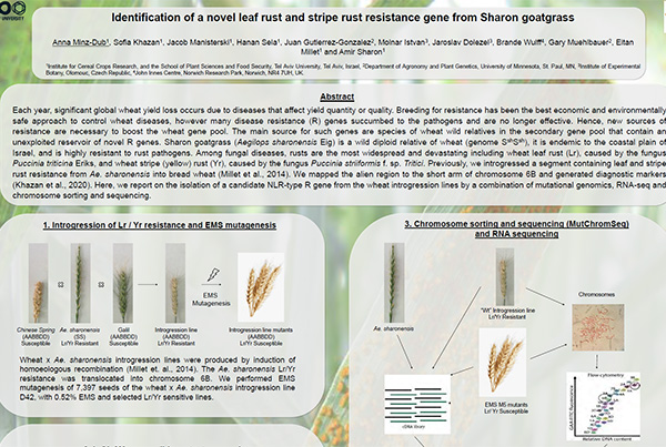 Identification of a novel leaf rust and stripe rust resistance gene from Sharon goatgrass