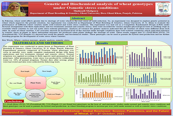 Genetic and Biochemical analysis of wheat genotypes at early growth stages in response to osmotic stress