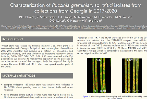 Characterization of Puccinia graminis f. sp. tritici isolates from collections from Georgia in 2017-2020