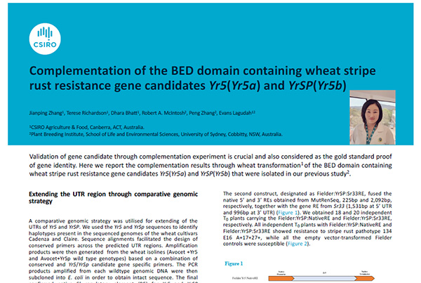 Complementation of the BED domain containing wheat stripe rust resistance gene candidates Yr5(Yr5a) and YrSP(Yr5b)
