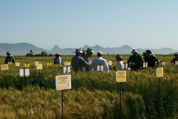 Scientists in a wheat field