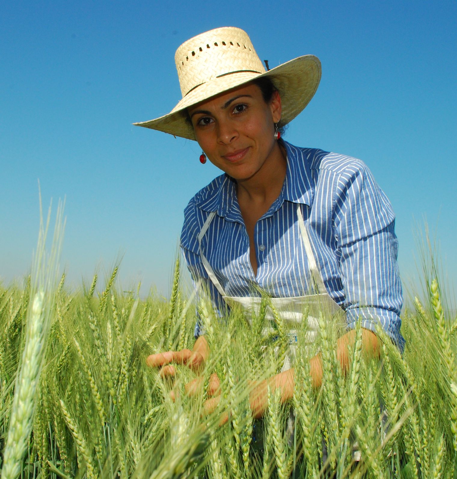 Scientist in a wheat field