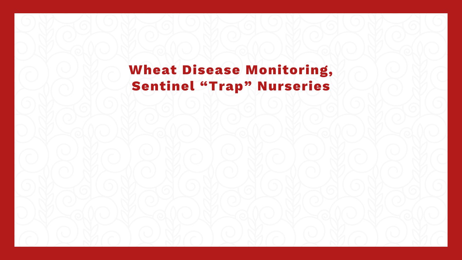 Wheat Disease Monitoring, Sentinel “Trap” Nurseries