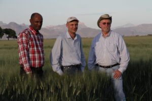Scientists in wheat field