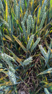 Yellow rust infection on wheat