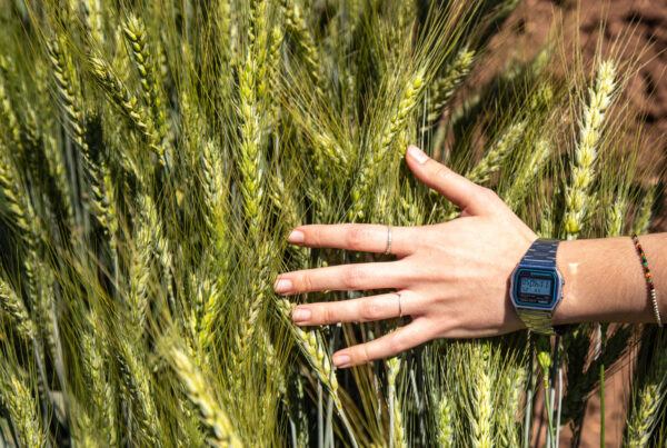 wheat