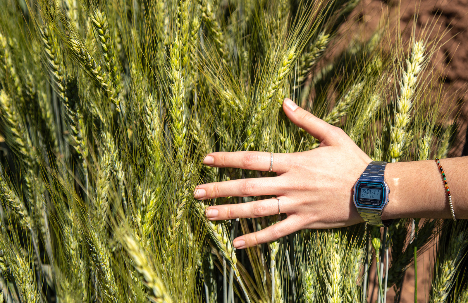 wheat